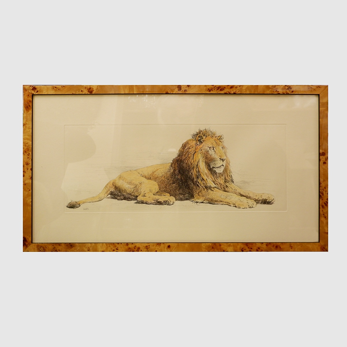 Lion, English engraving signed H.D. - Herbert Dicksee (1862-1942)