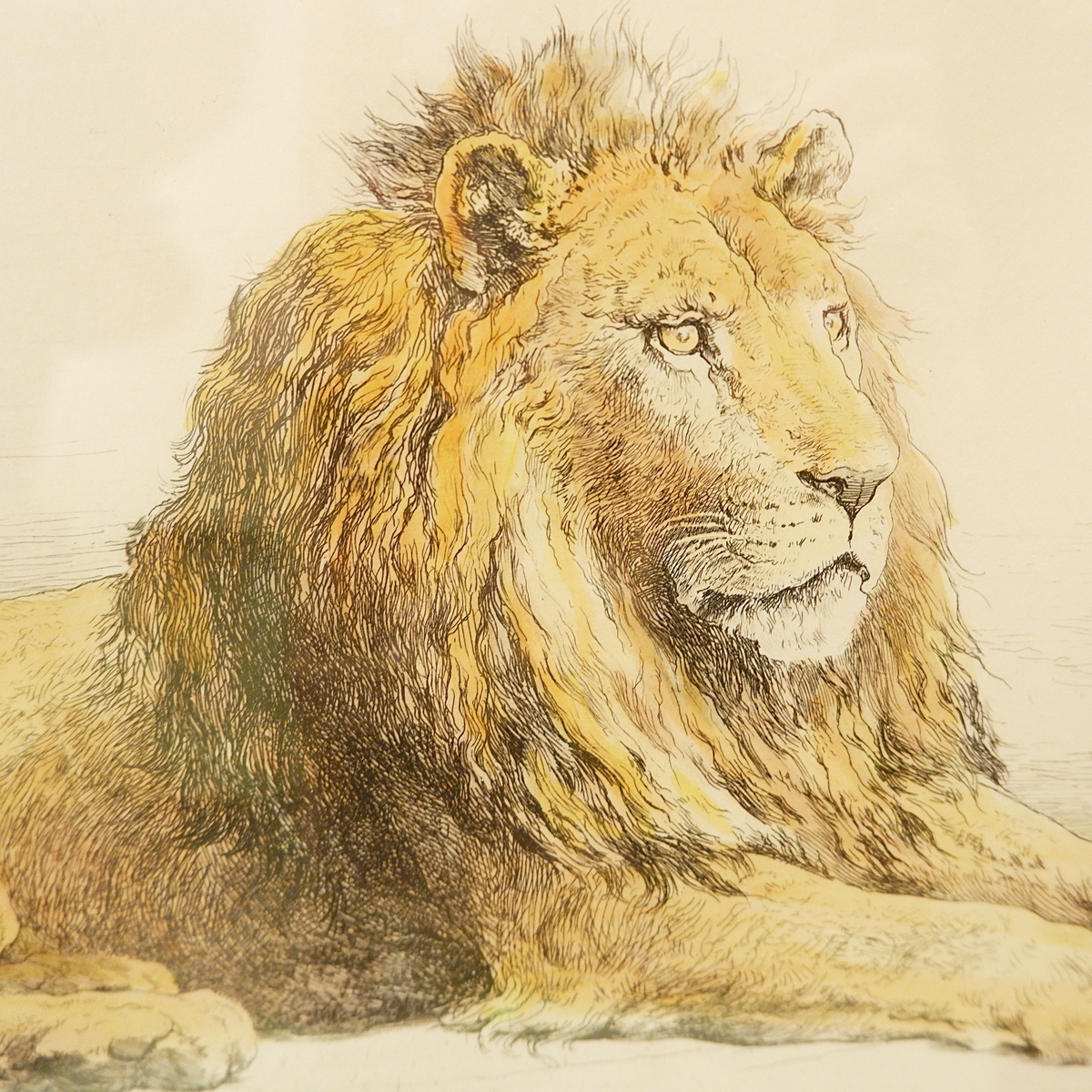 Lion, English engraving signed H.D. - Herbert Dicksee (1862-1942)