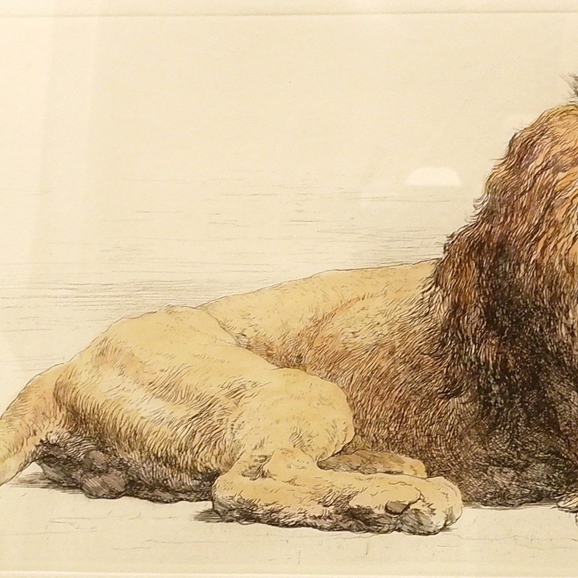 Lion, English engraving signed H.D. - Herbert Dicksee (1862-1942)