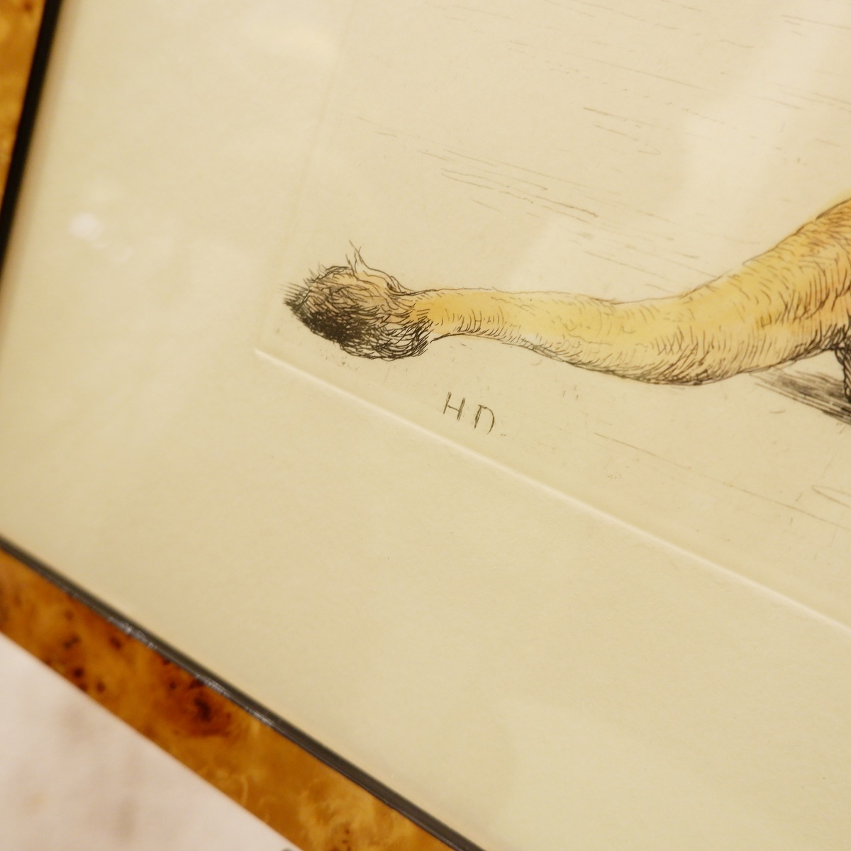 Lion, English engraving signed H.D. - Herbert Dicksee (1862-1942)
