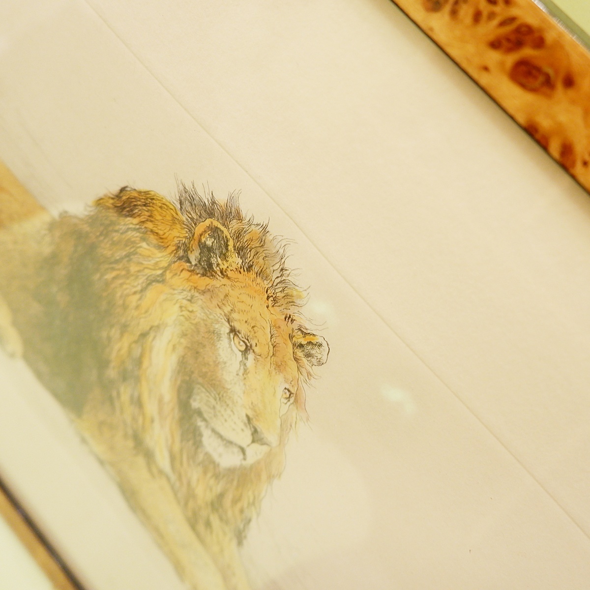Lion, English engraving signed H.D. - Herbert Dicksee (1862-1942)