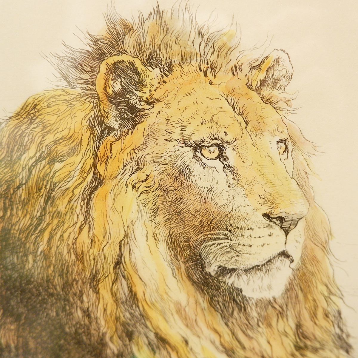 Lion, English engraving signed H.D. - Herbert Dicksee (1862-1942)
